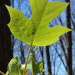 A green leaf