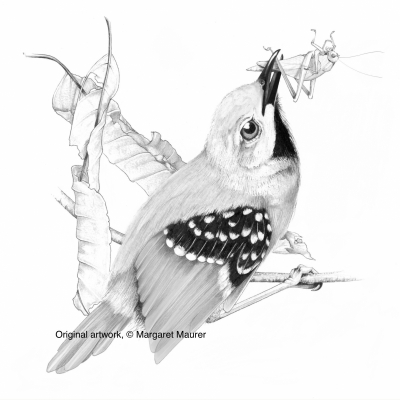 pen-and-ink drawing of a small bird perched on a branch with a grasshopper in its beak