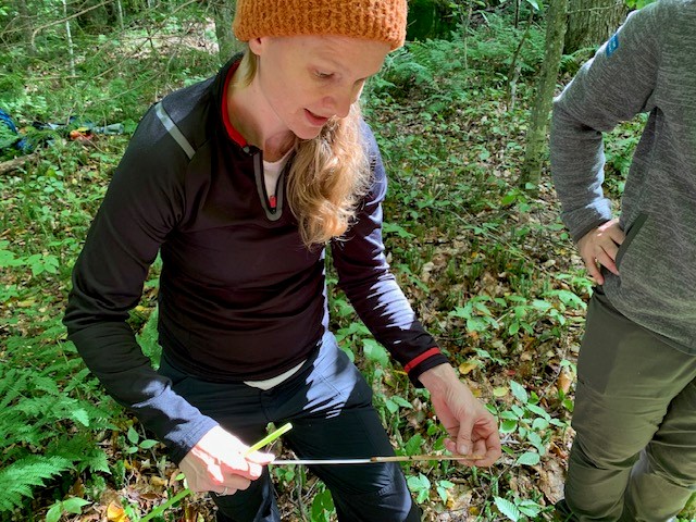 A researcher in the forest holding a tree core
