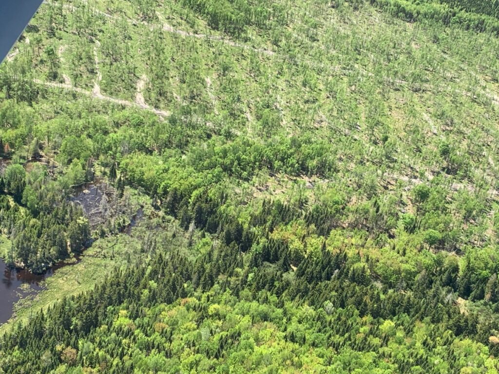 Aerial view of a forest with cut areas clearly visible in a herringbone pattern