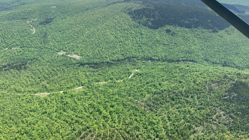Aerial view of a forest with areas that show light harvesting of trees
