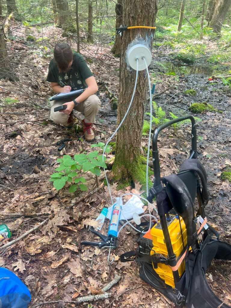 A researcher writing on a clipboard crouches next to a tree that has scientific monitoring equipment mounted on it