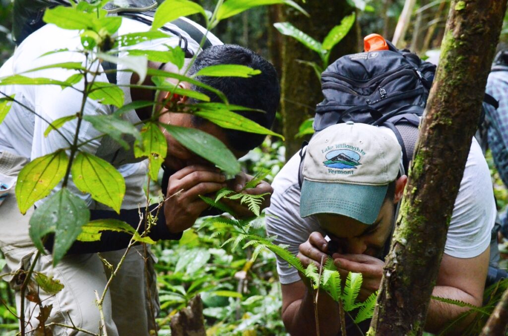Two researchers in the woods peer closely at ferns using hand lenses