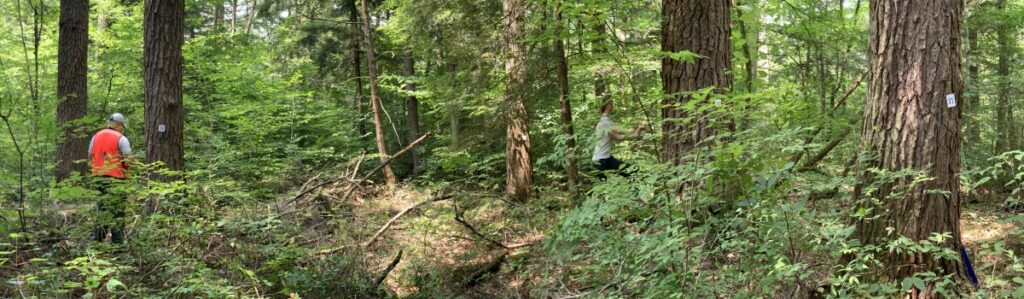 Two researchers examine trees in a forest