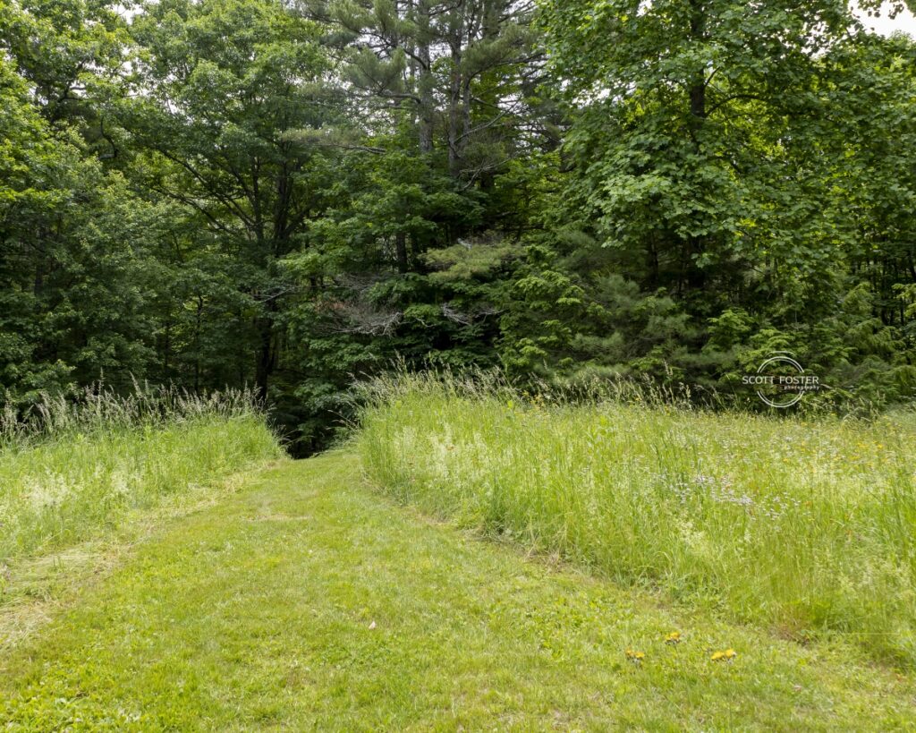 A mown path through tall grass that leads into the forest