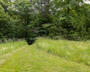 A mown path through tall grass that leads into the forest