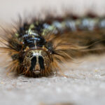 Close-up view of head of Lymantria dispar caterpillar  