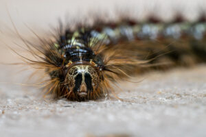 Close-up view of head of Lymantria dispar caterpillar