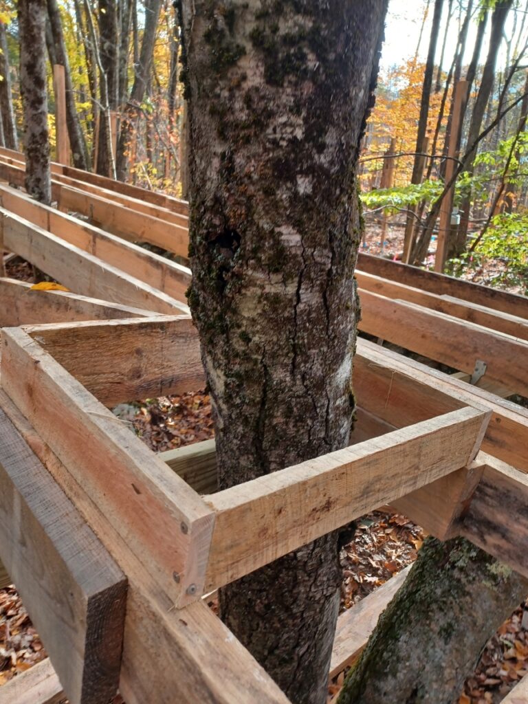 A lumber frame surrounds a tree trunk
