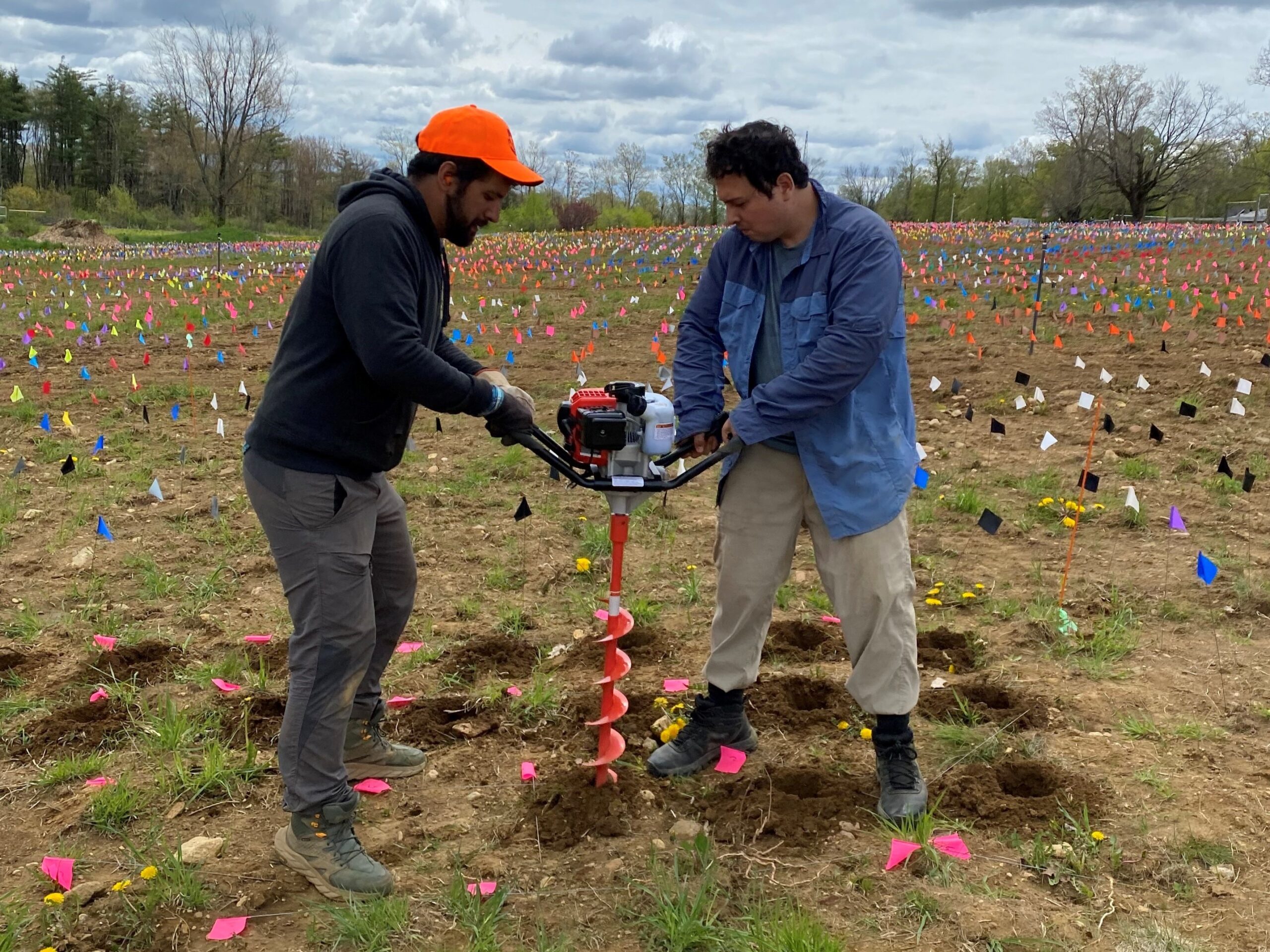New Forest and Biodiversity Experiment at Harvard Farm