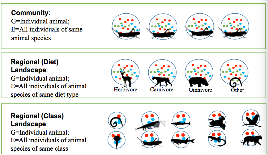 Diversity vs. Heterogeneity: New Insights from Animal Gut Microbiome Scaling