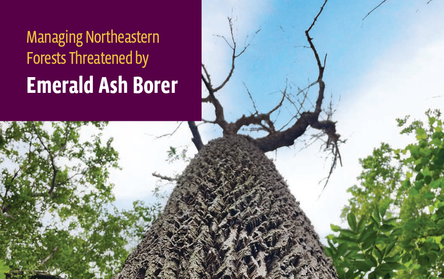 New Publication Offers Strategies to Address Ash Loss