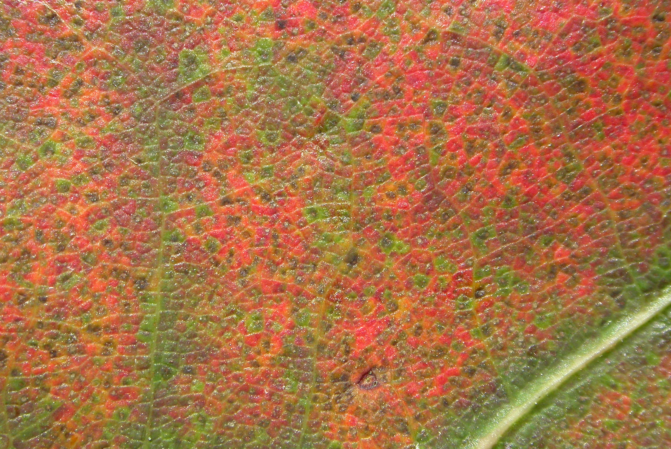 Research Spotlight: Leaf Phenology in New England