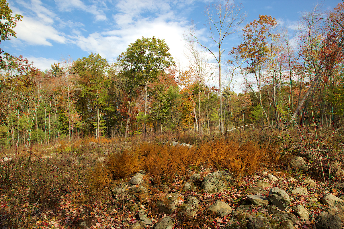 Boston Globe: Neil Pederson, Other Experts Answer Key Questions About Drought Conditions