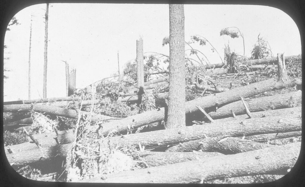 A black and white image of broken and fallen trees