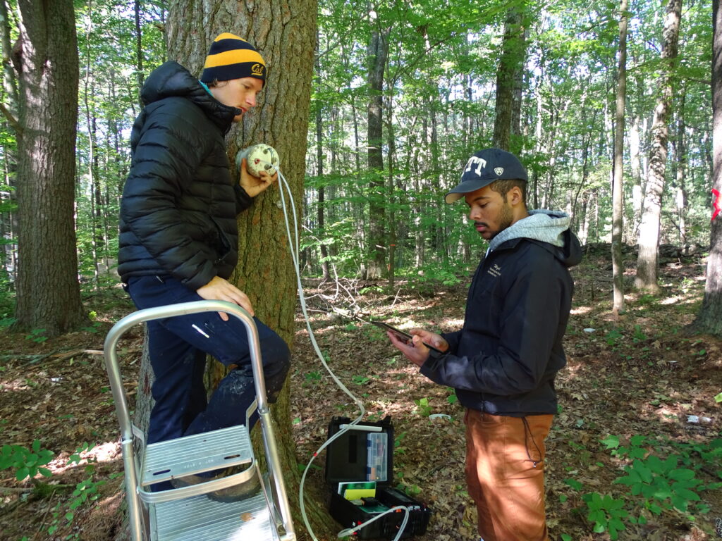 One research stands on a step ladder and holds a piece of research equipment against an oak tree. A second researcher consults a tablet.