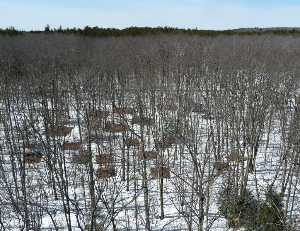 Overhead view of research plots in the snow