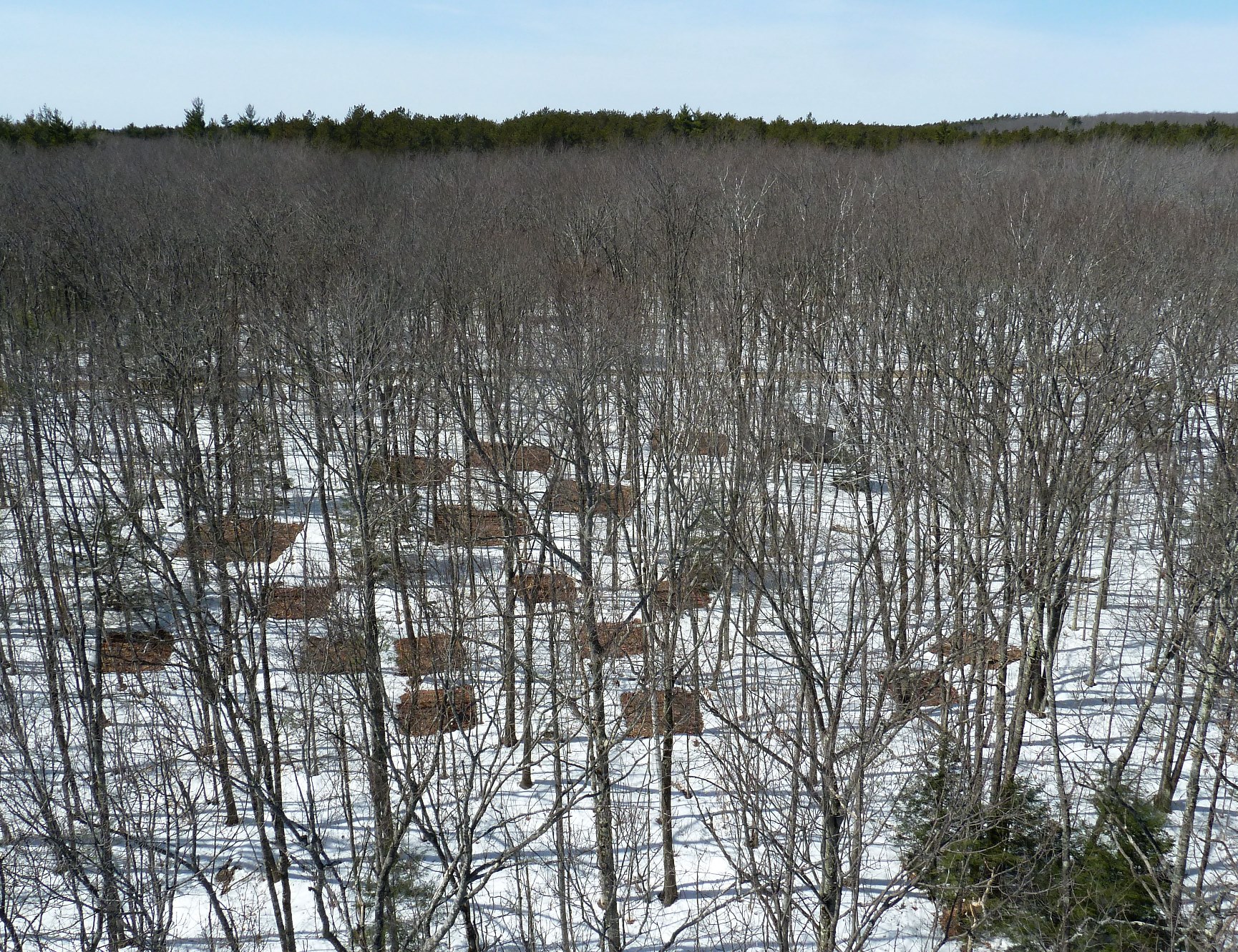 Overhead view of research plots in the snow