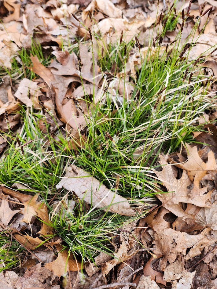 A patch of green grass grows up through fallen oak leaves