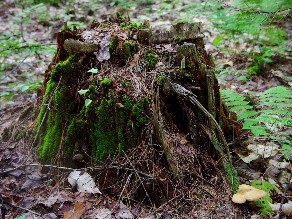 Benton Taylor (OEB) to Explore How Warming, CO2, and Drought Shape Forest Carbon Storage