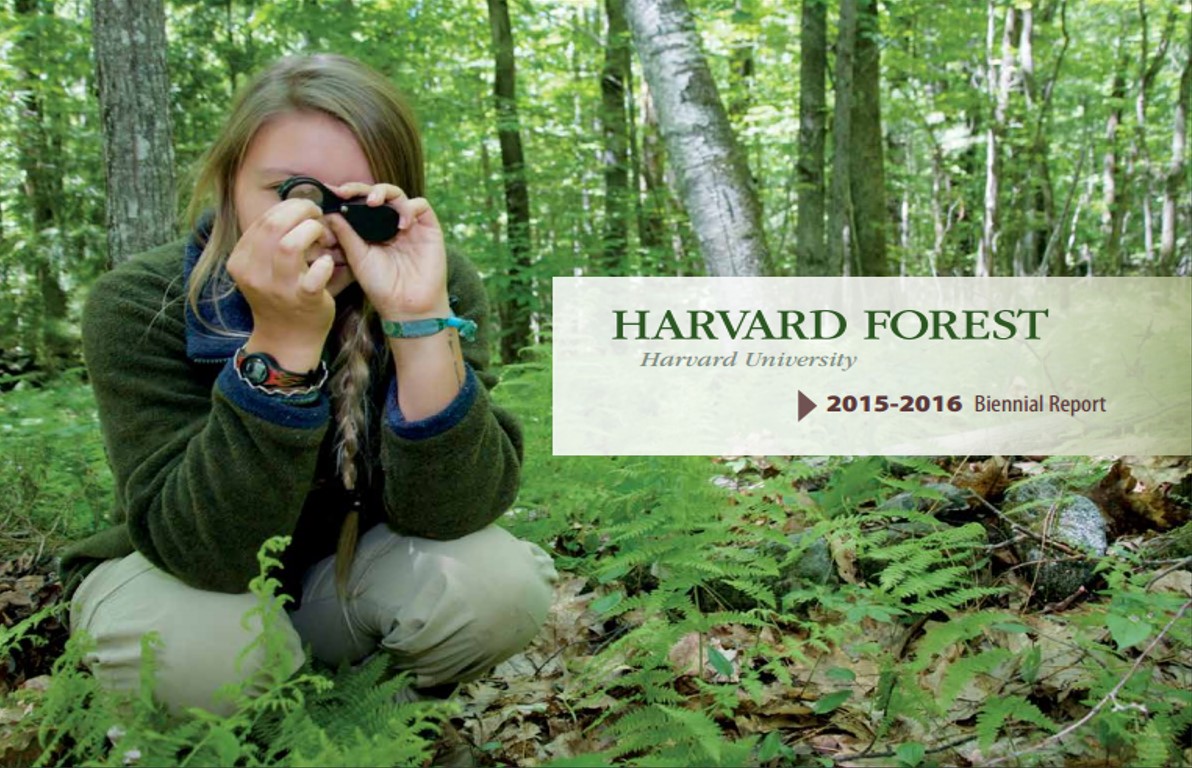 A student kneels among ferns and examines an ant with a magnifying glass