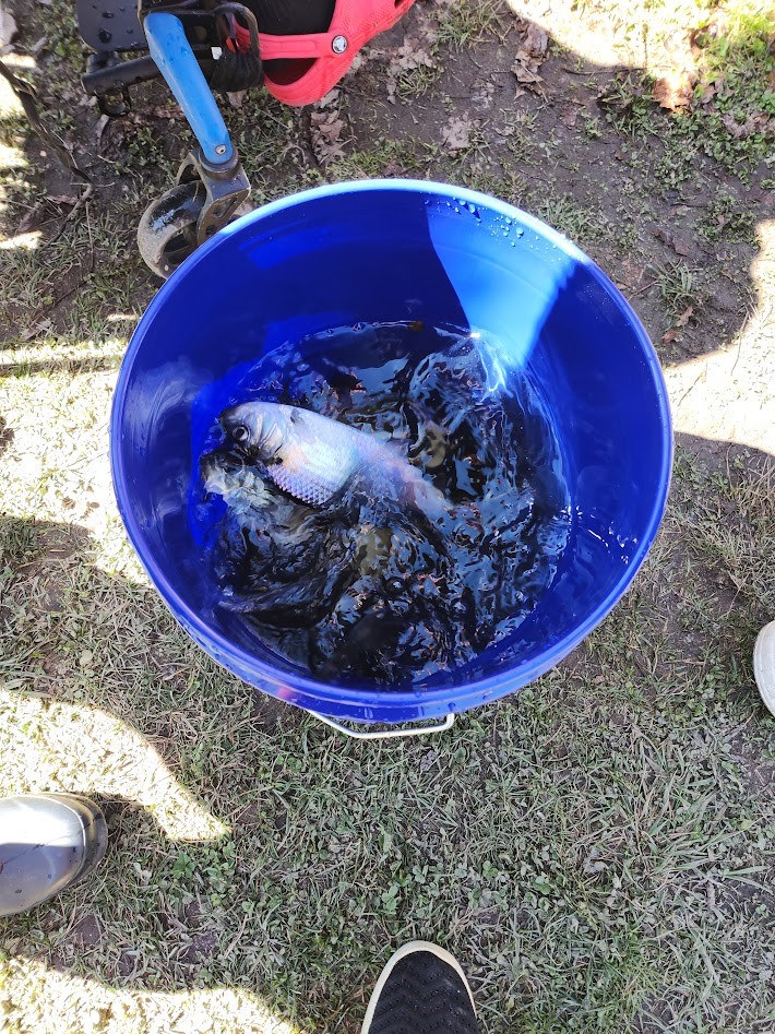 A fish in a blue bucket