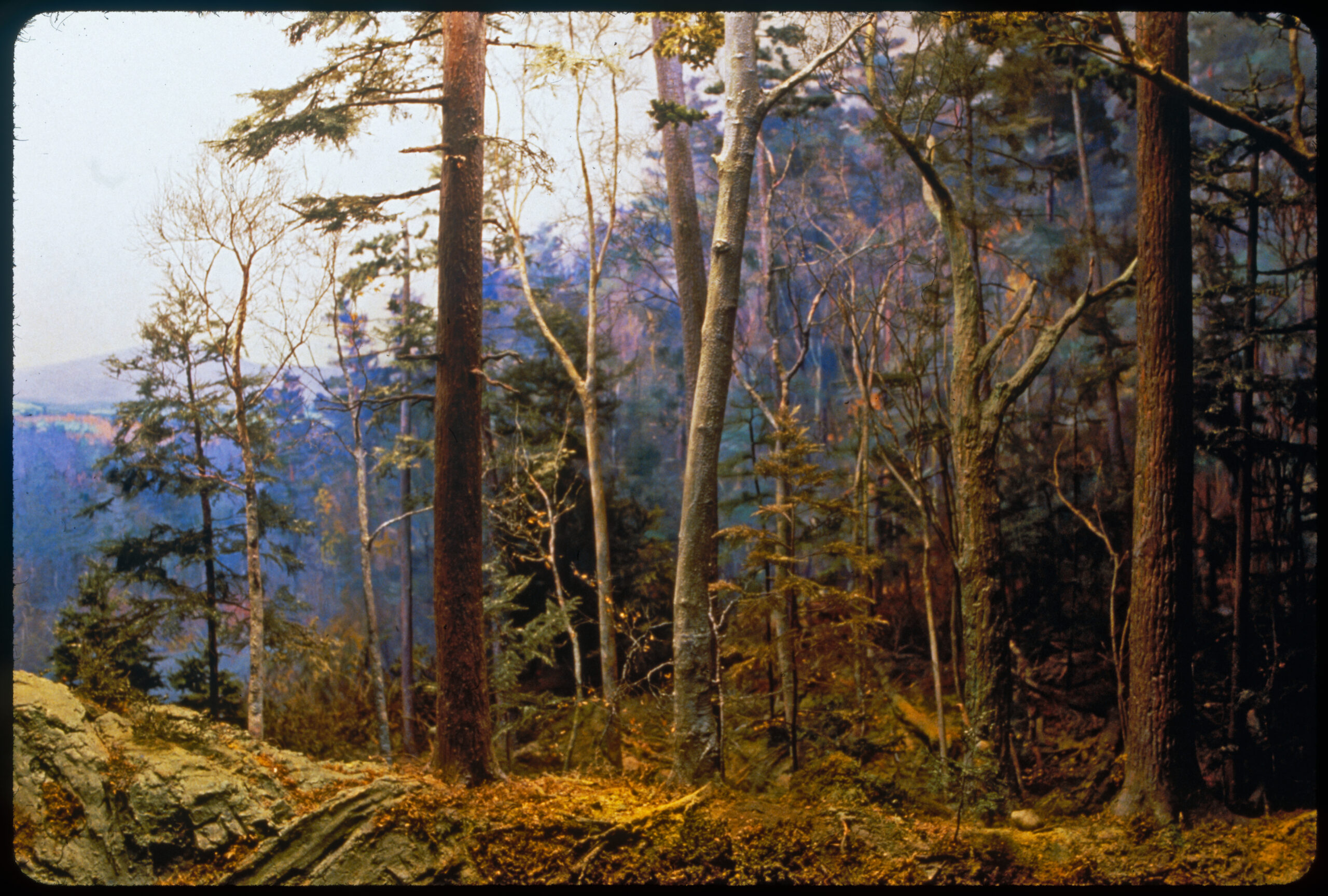 Diorama scene of a pre-settlement forest