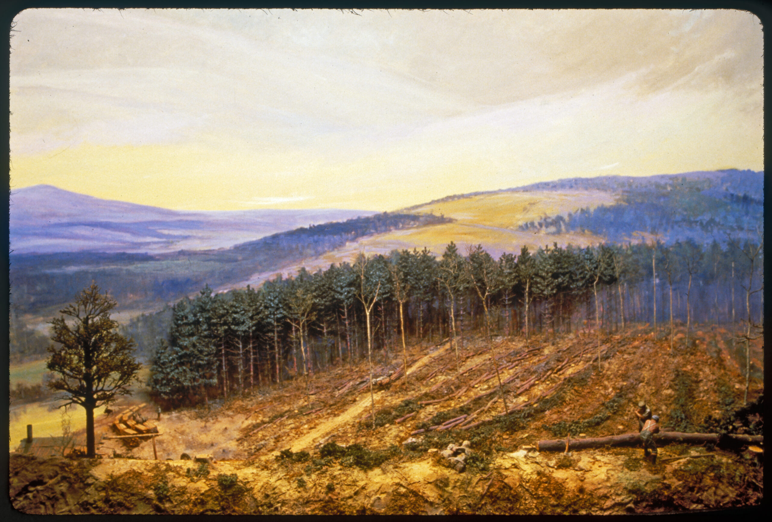 Diorama scene of white pine logs lying on a ground with standing white pines in the background. Two men saw a fallen log with a two-person saw.