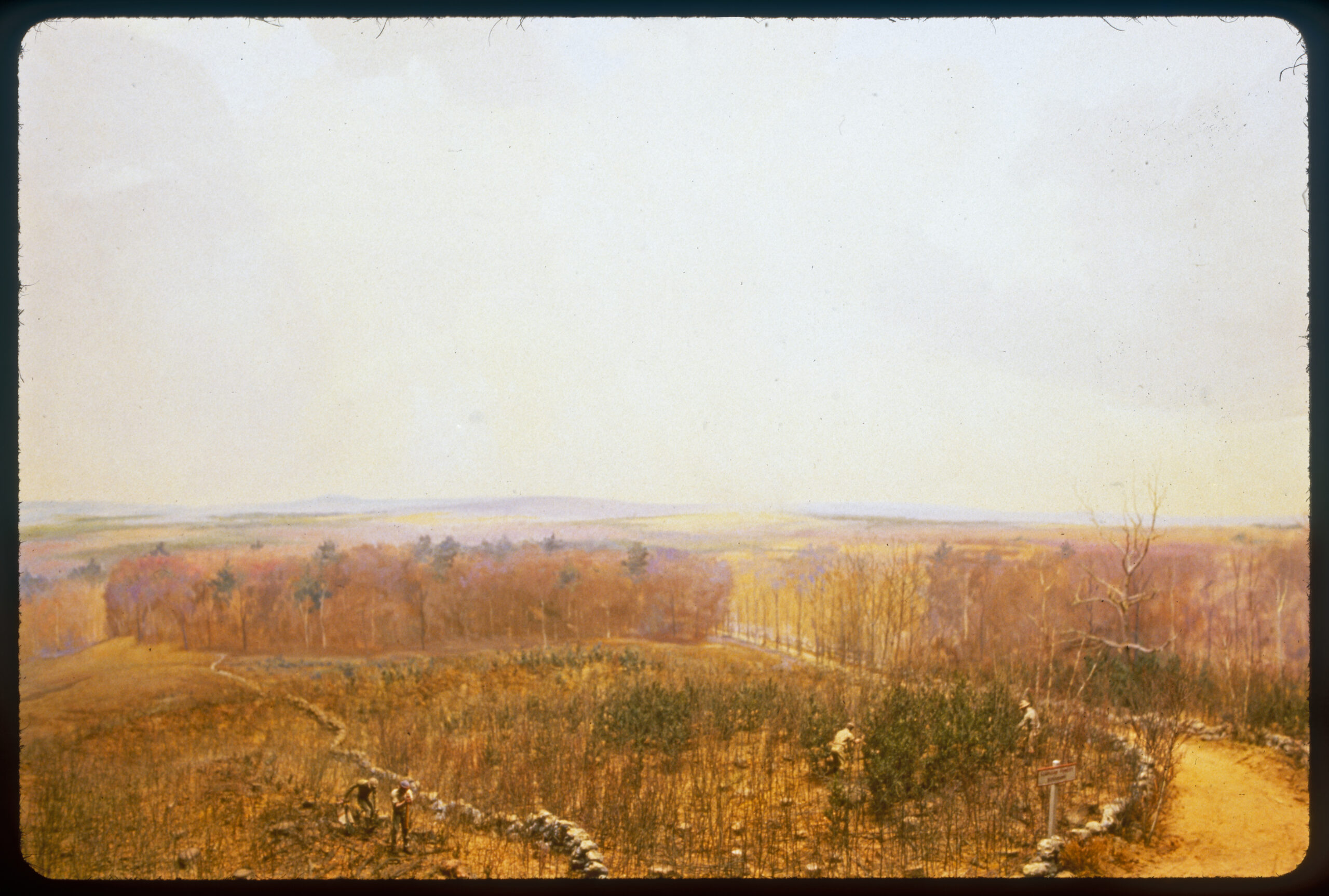 Diorama scene of forestry workers using a planting tool to plant white pines and using machetes to weed pine and hardwood trees. A Harvard Forest boundary sign stands next to the stone wall that runs along the road.