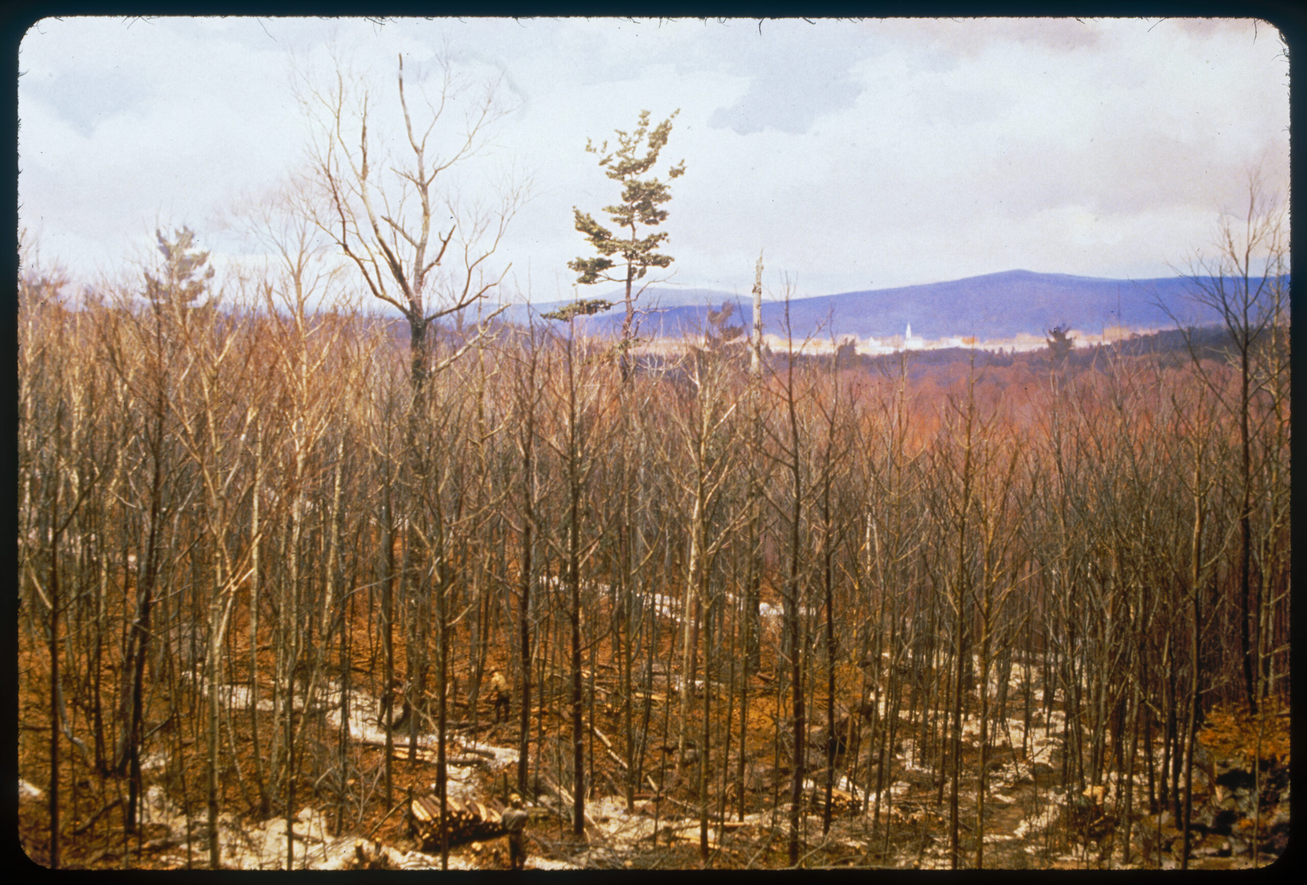 Diorama scene of forestry workers cutting timber in a hardwood stand
