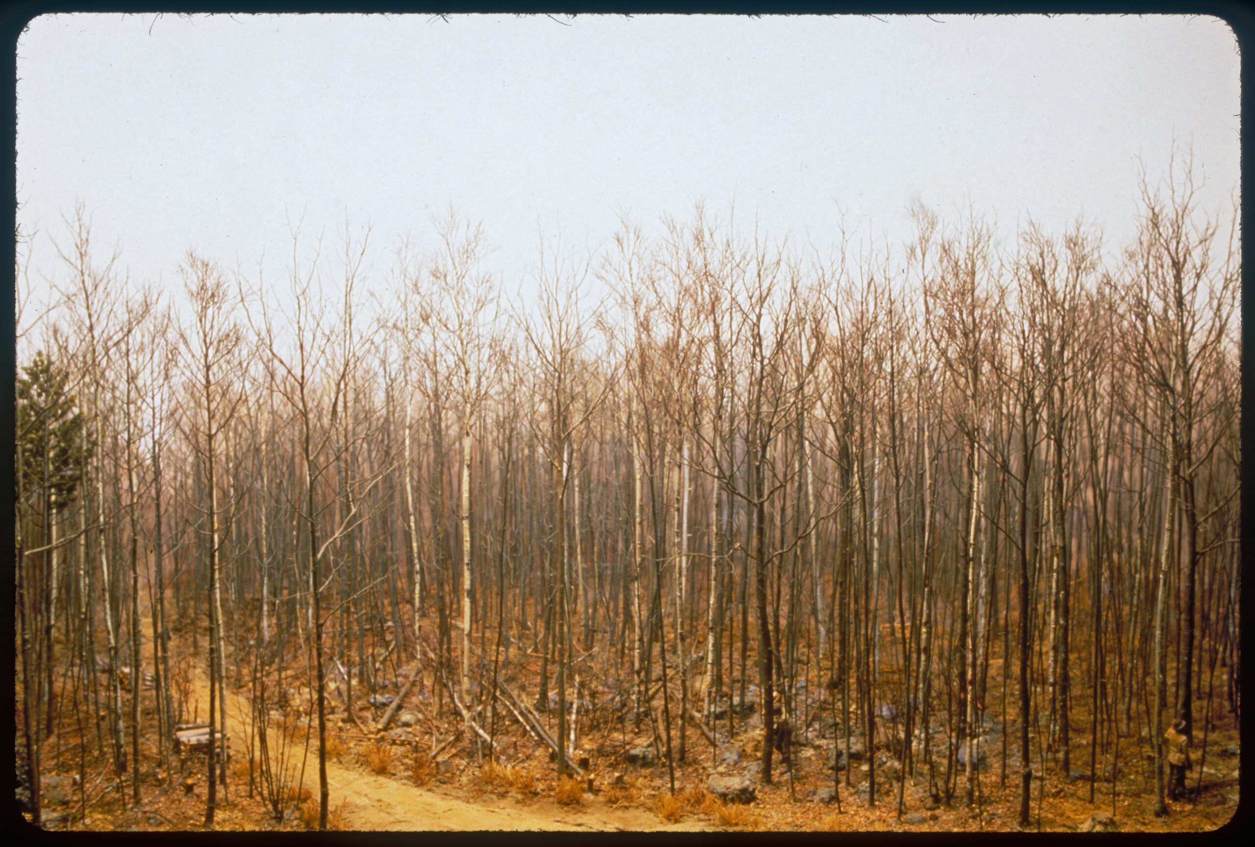 Diorama scene of pine and hardwood tree thinning