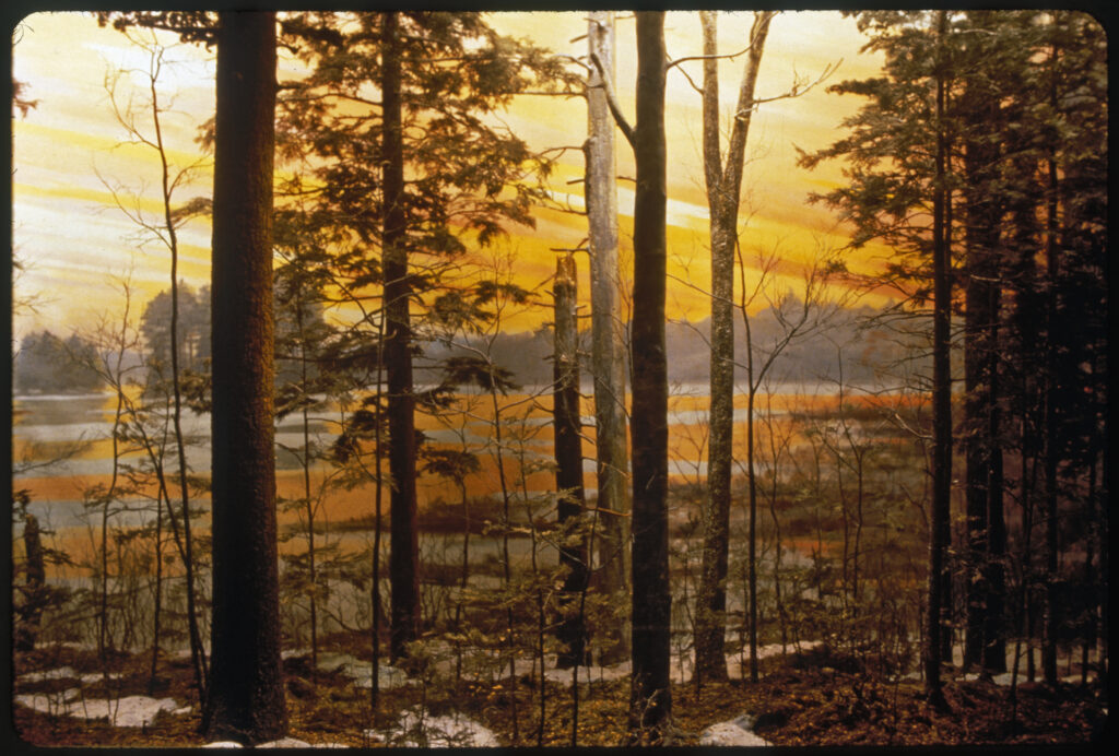 Diorama scene of old growth trees along the shoreline of a pond