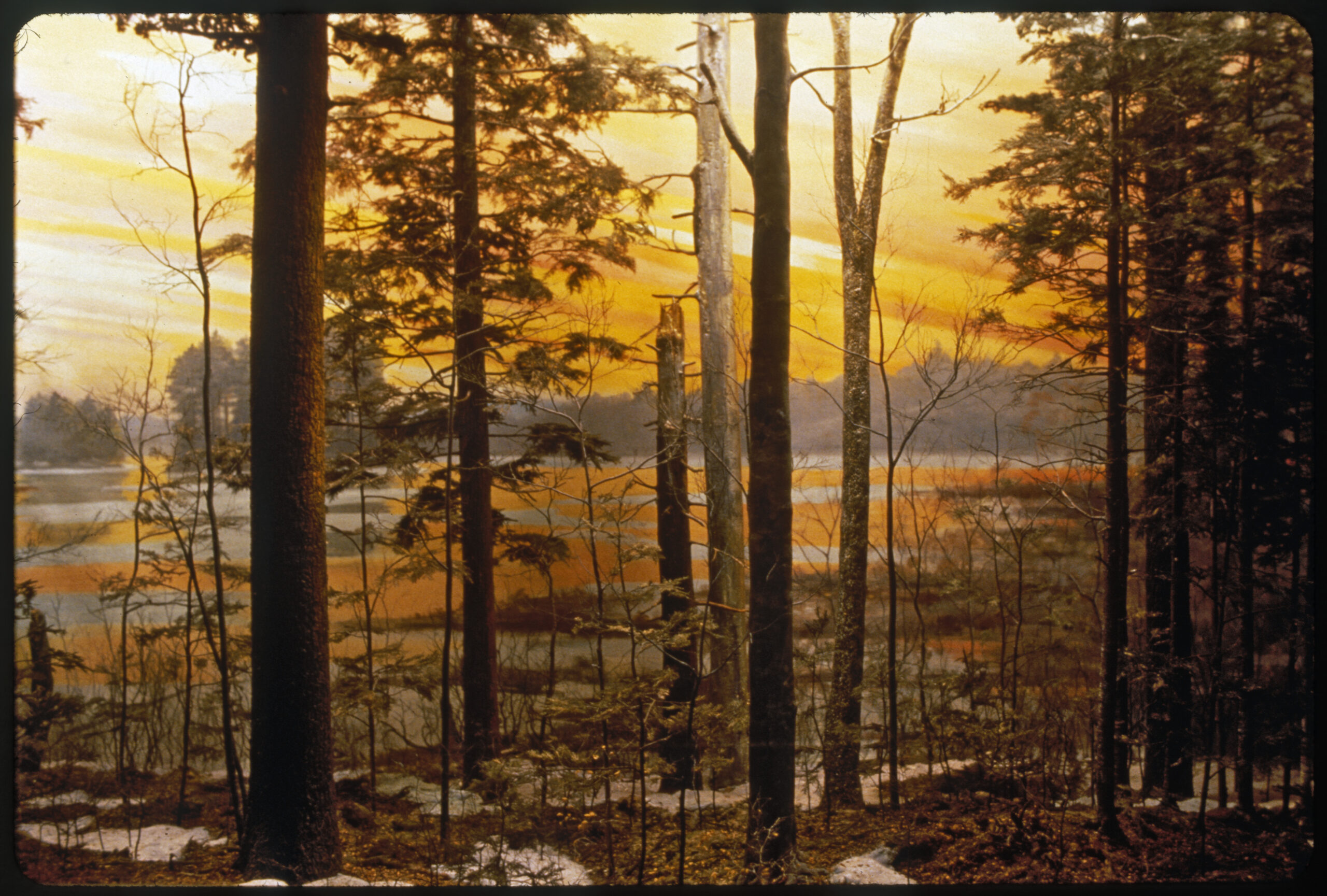 Diorama scene of old growth trees along the shoreline of a pond