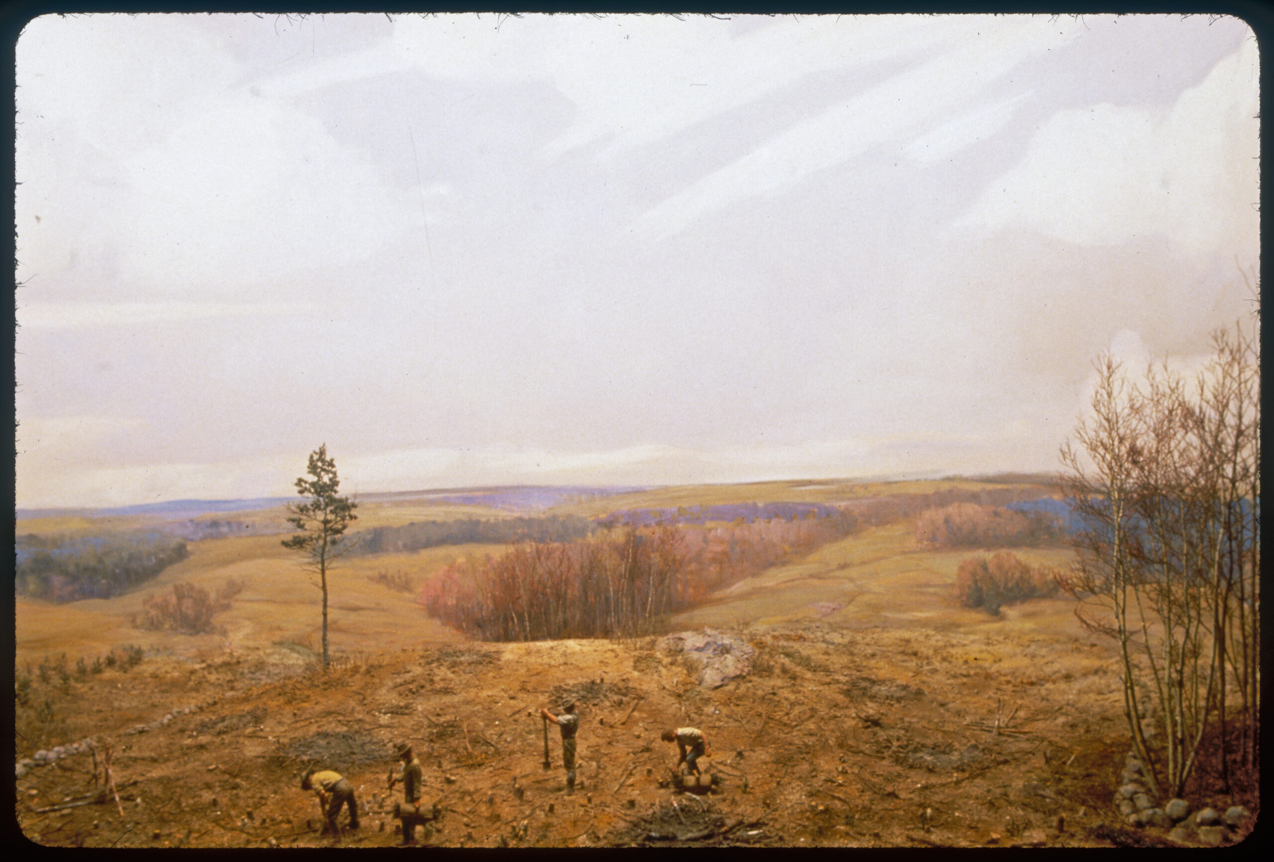 Diorama scene of four forestry workers planting tree seedlings. One man is holding a planting tool, two men have planting baskets and one man is putting a seedling into the ground.