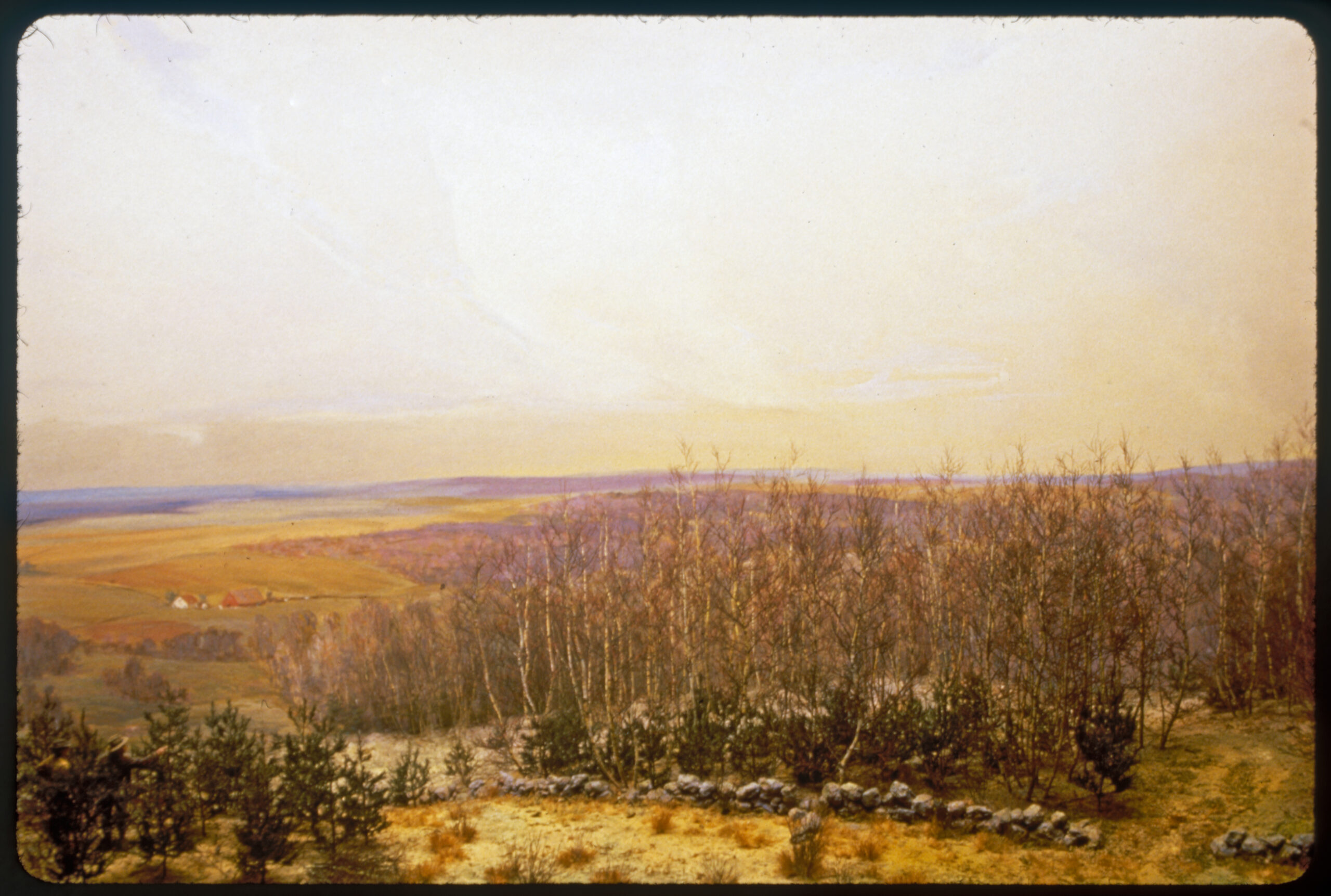 Diorama scene with two forestry workers inspecting young white pine trees. A stone wall runs through the foreground with young white pines and gray birch trees behind it.