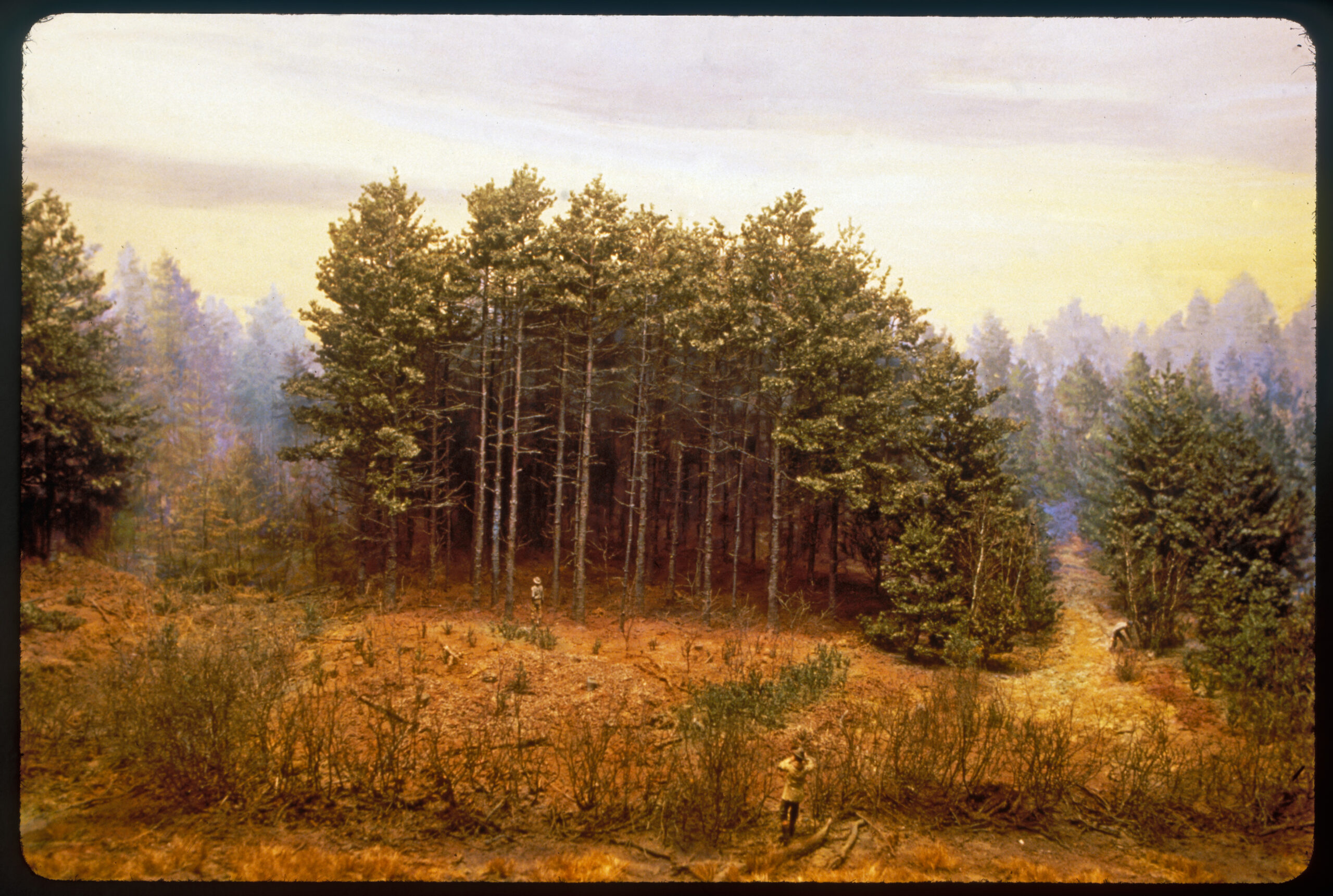 Diorama scene of forestry workers inspecting trees of various age classes