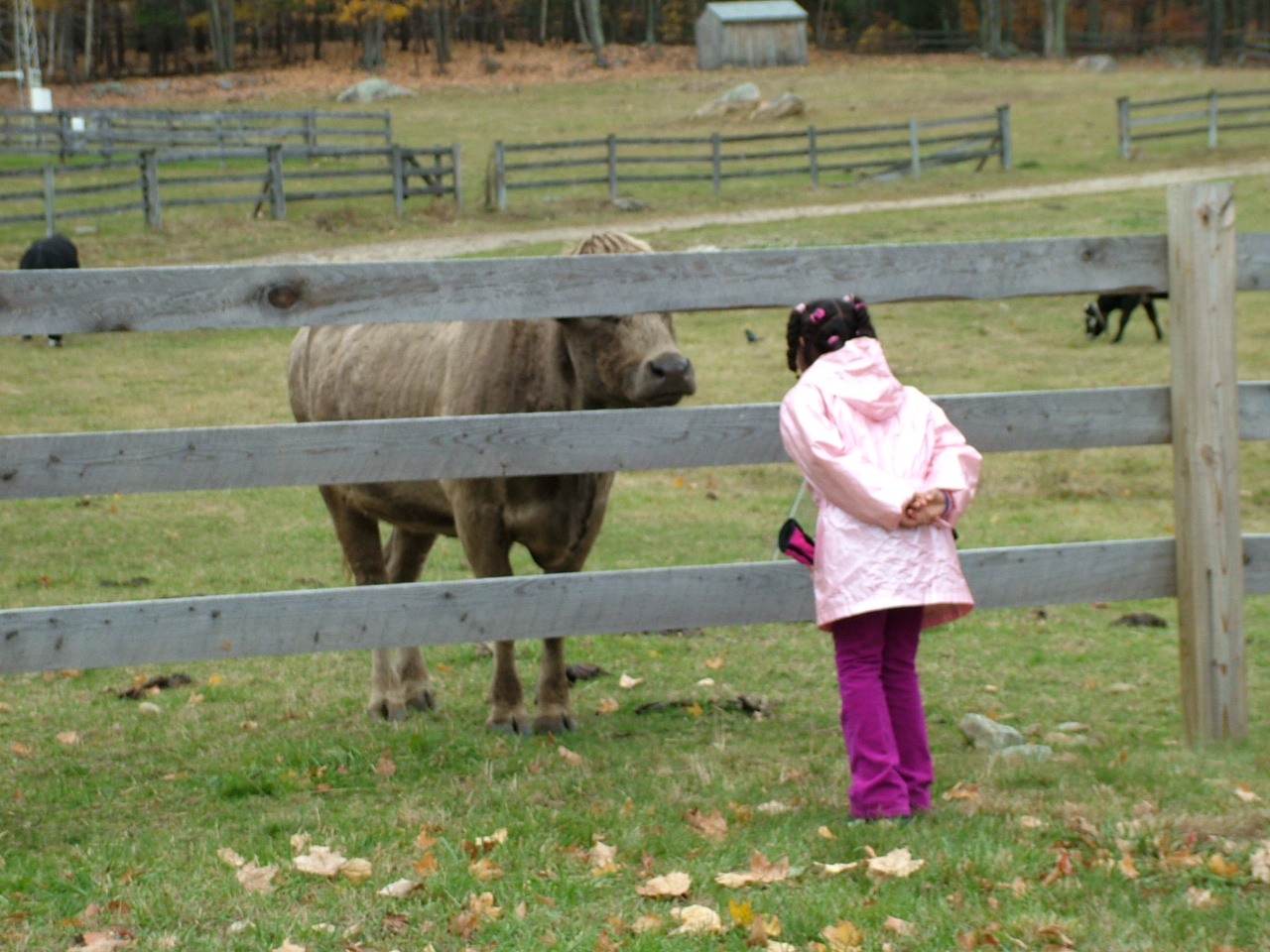 A student in a pink jacket looks at a cow standing behind a wooden fence