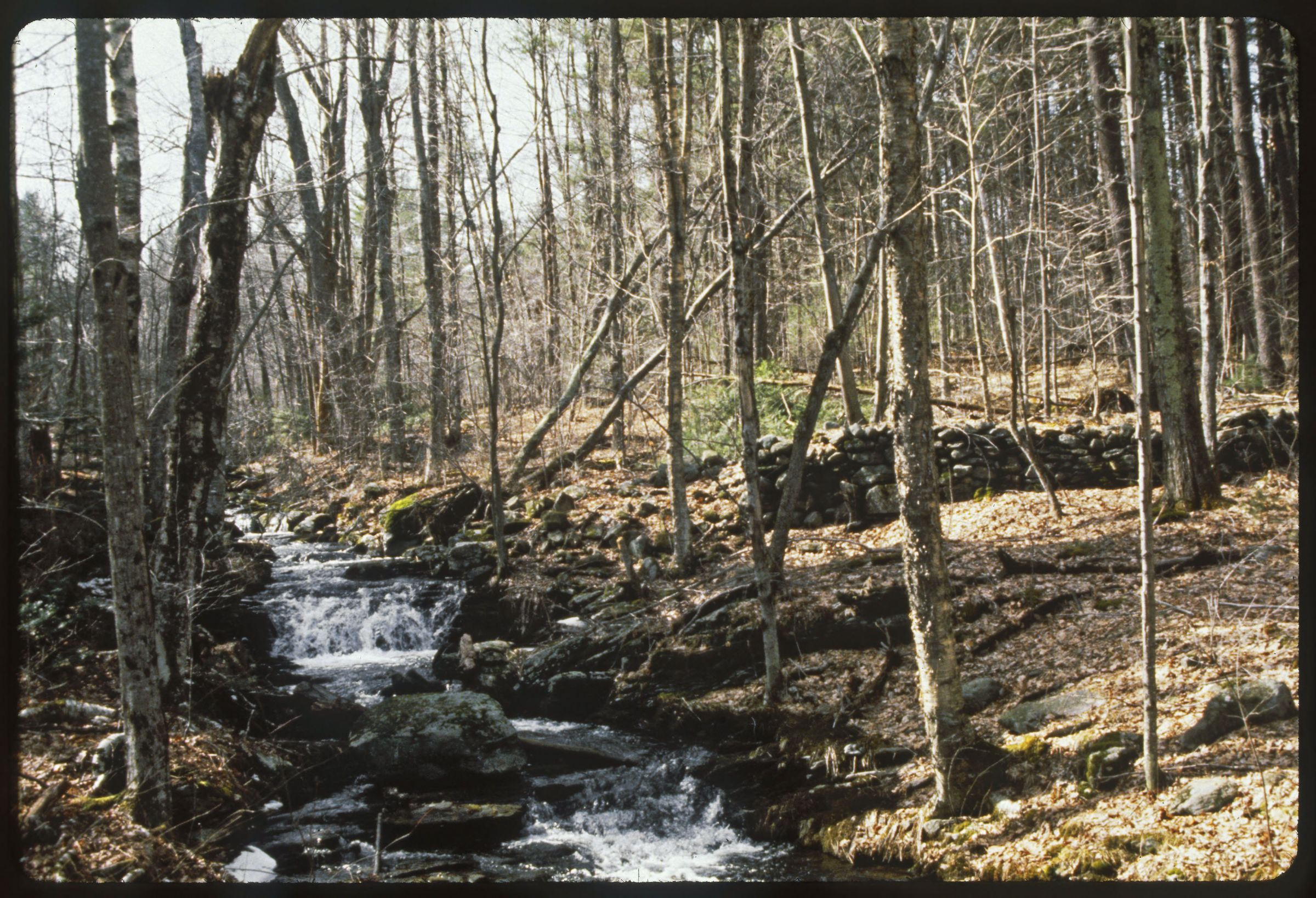 A stream flows through a forest. A stonewall runs perpendicular to the stream.