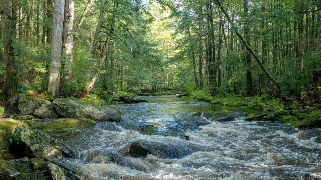 A stream runs through a densely wooded forest