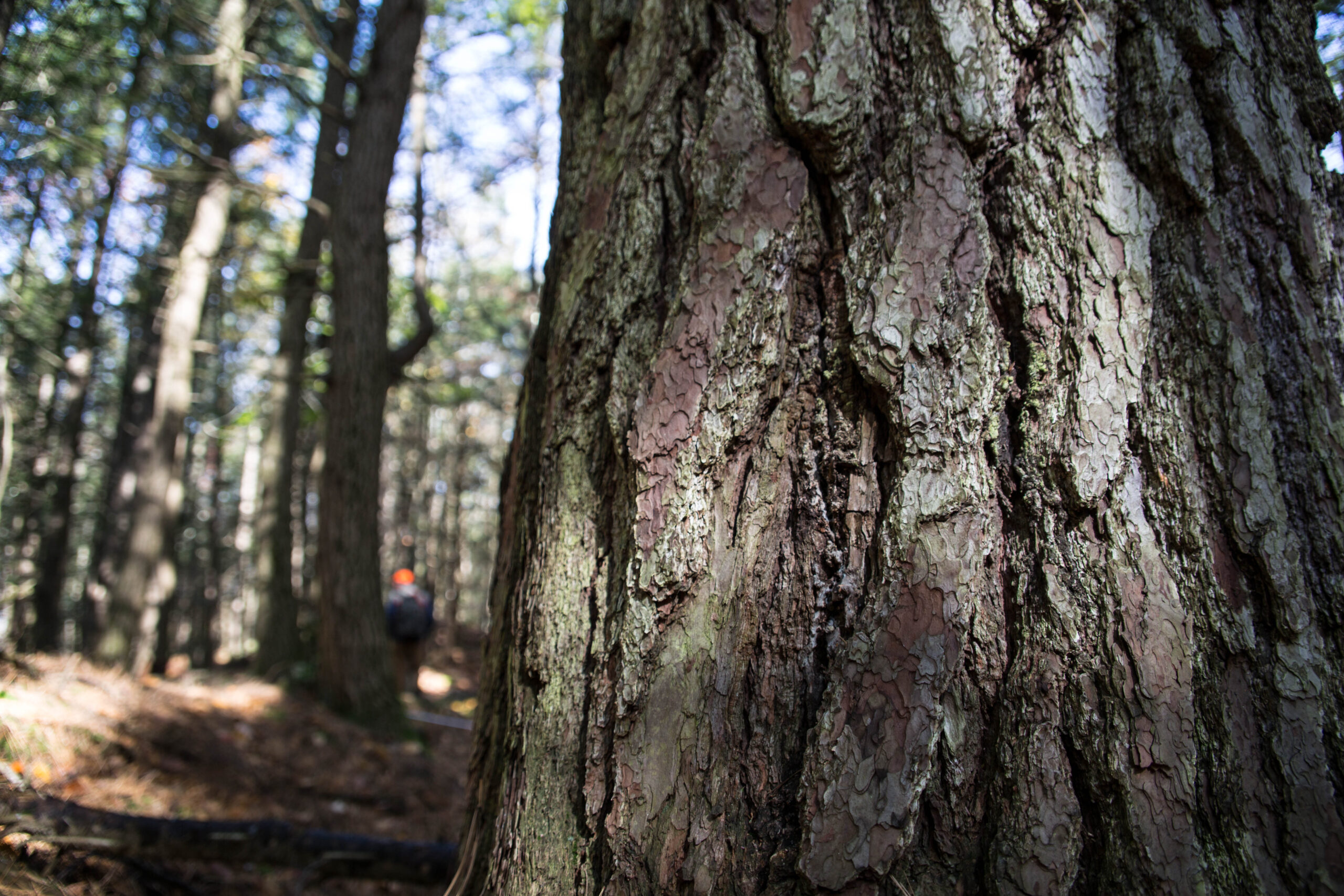 Image shows a close-up view of tree bark with a researcher measuring a tree in the background.