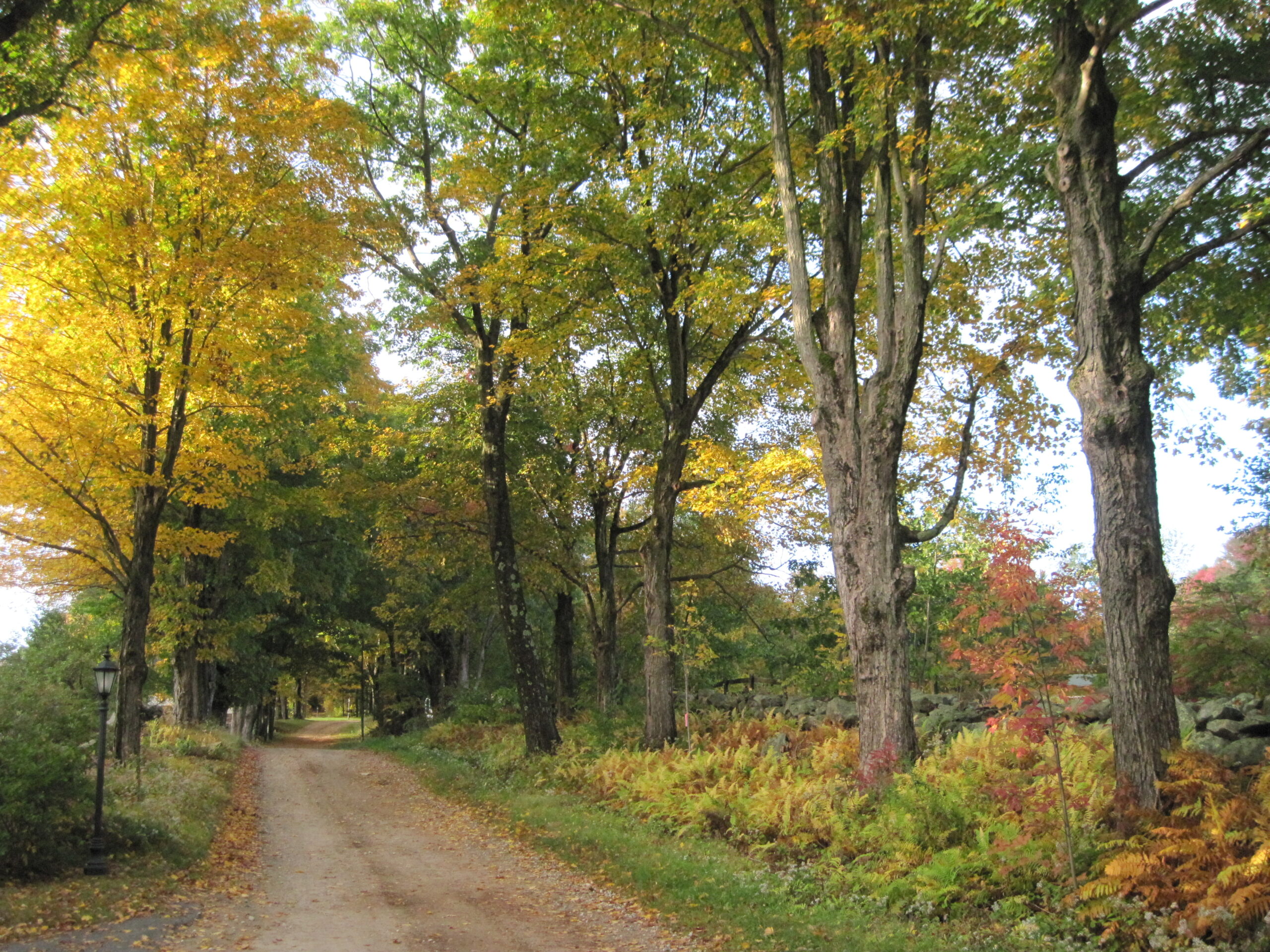 A dirt road with maple trees in fall foliage alongside it