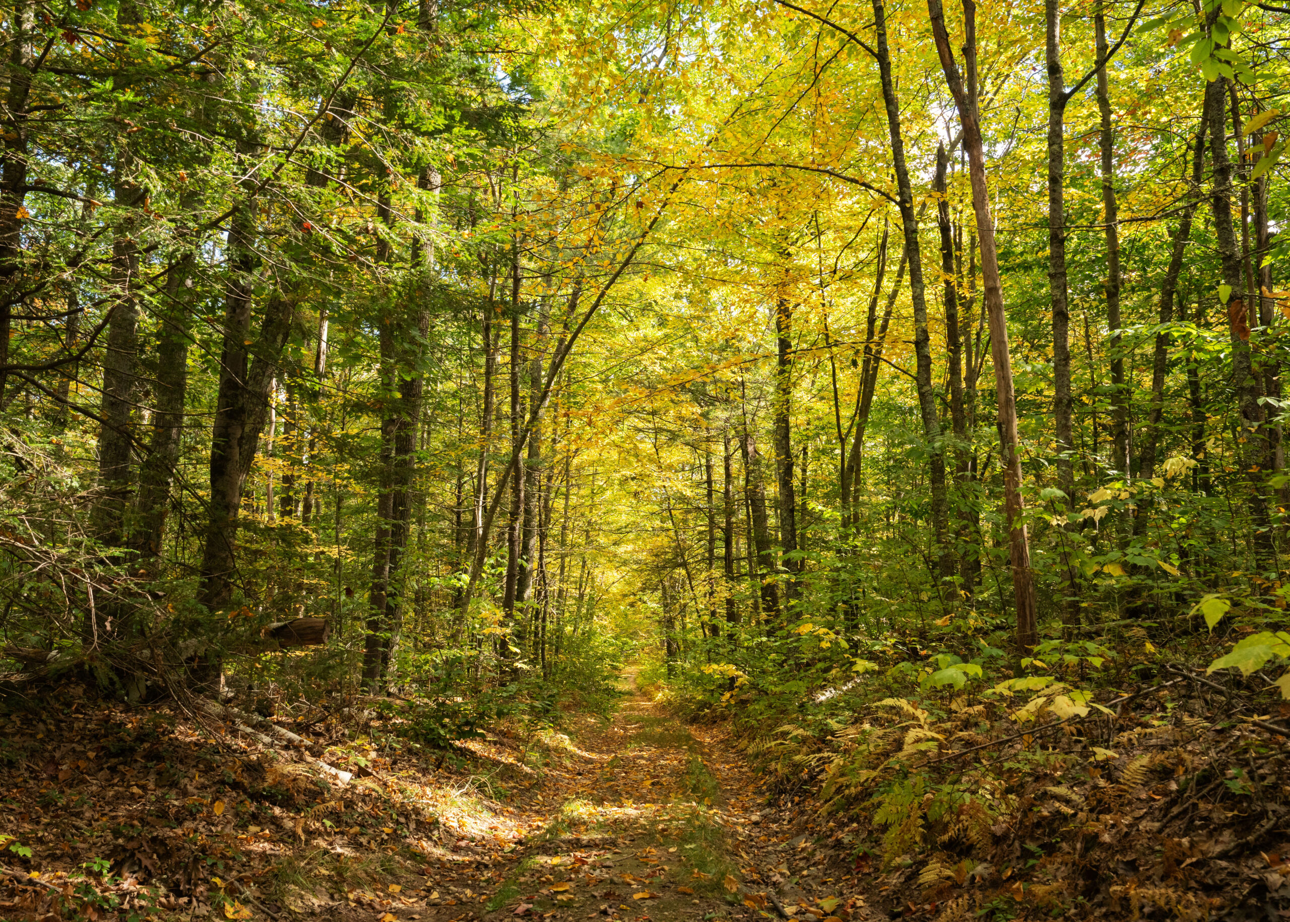A dirt woods road littered with leaves runs through a dense forest of pine and hardwood