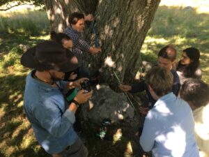 Image shows Harvard Forest Senior Ecologist Neil Pederson measuring the triple oak featured in BBC's documentary.