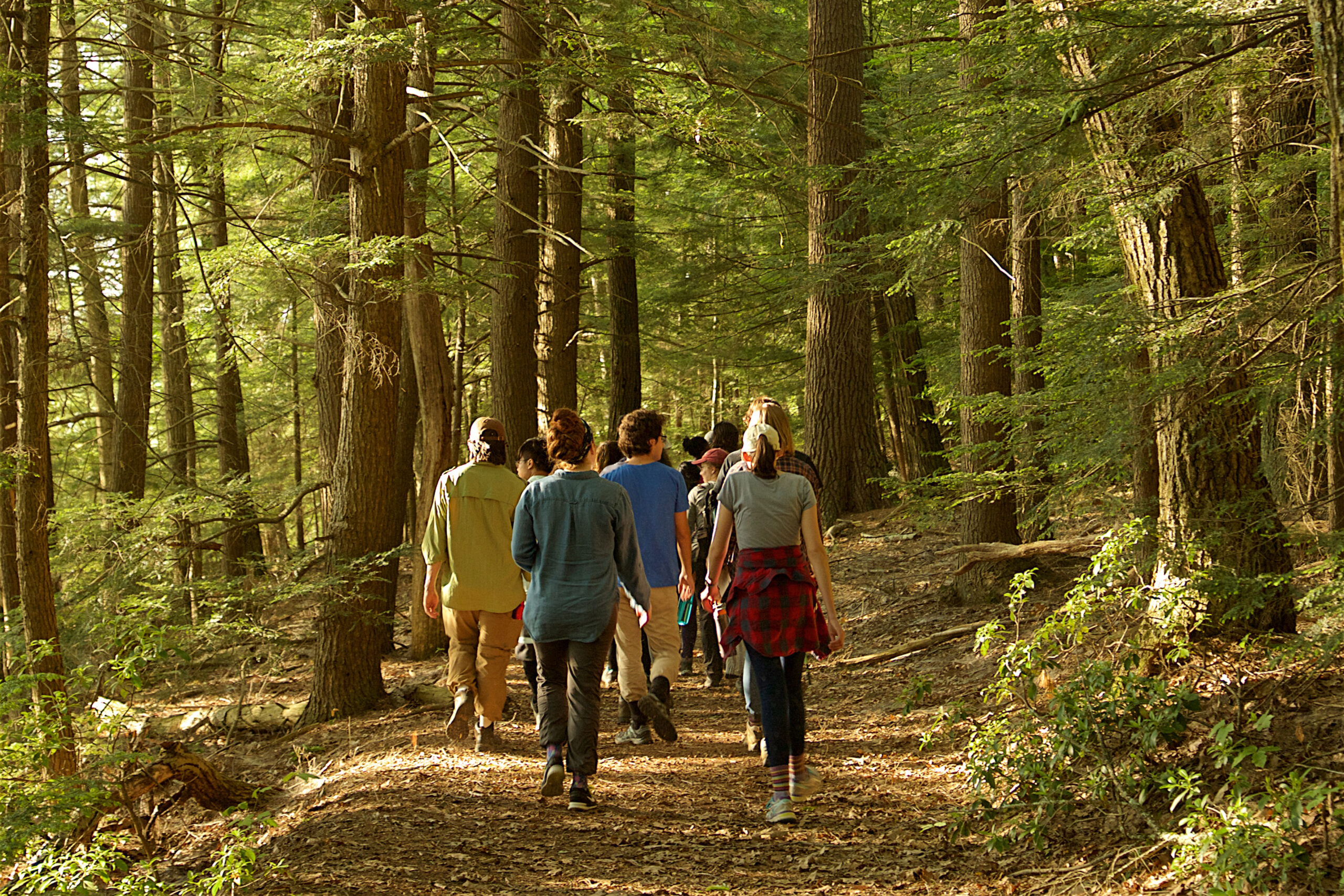 A group of students walking on a trail through the forest
