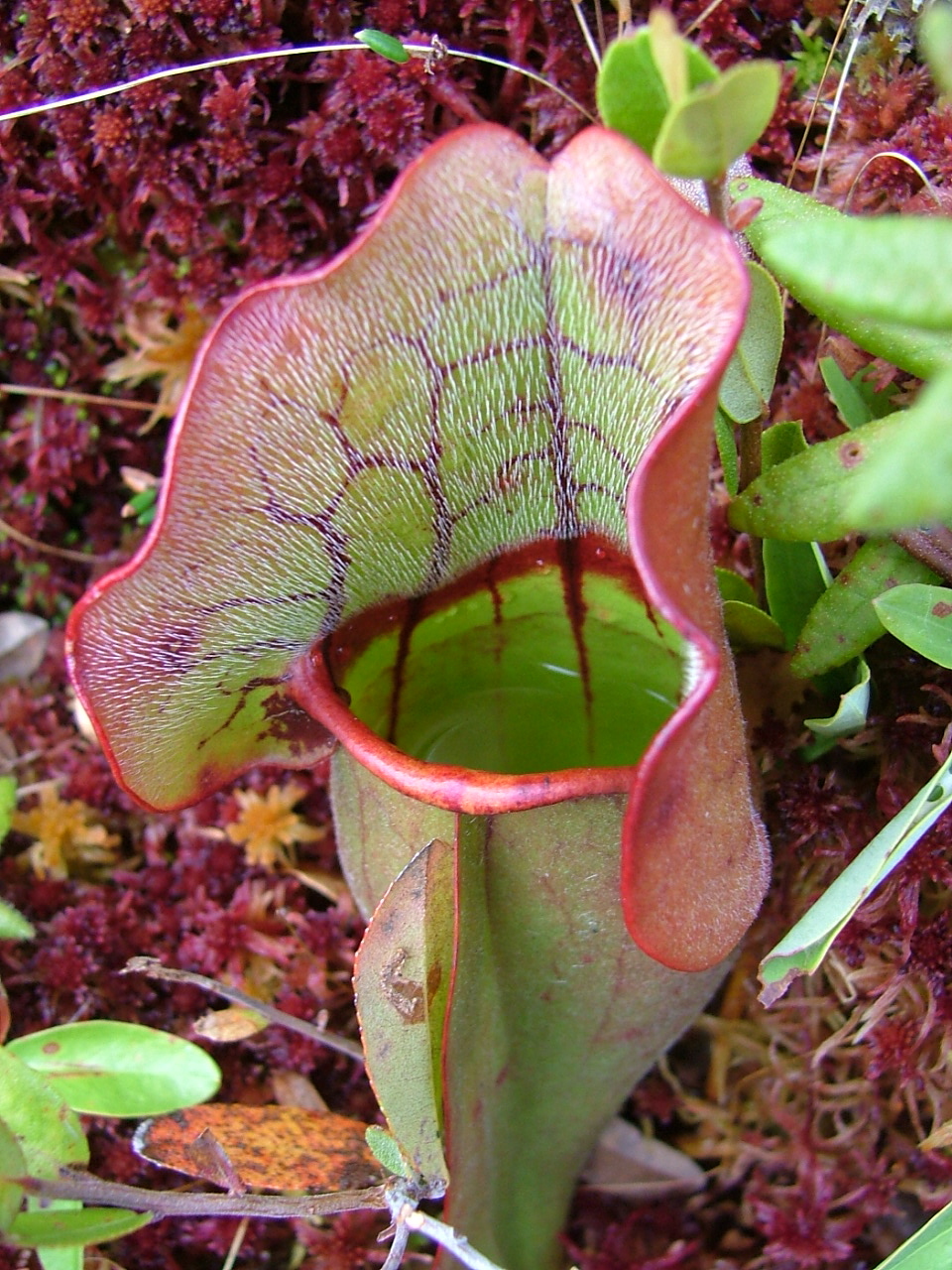 Close-up view of the fluid-filled pitfall trap of a pitcher plant