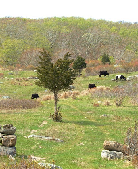 A small herd of black and black and white cattle graze in a pasture