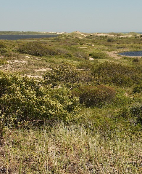 coastal openlands