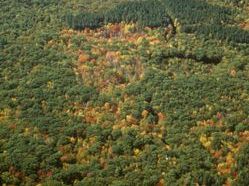 Aerial view of a forest canopy of conifers and hardwoods with some autumn foliage