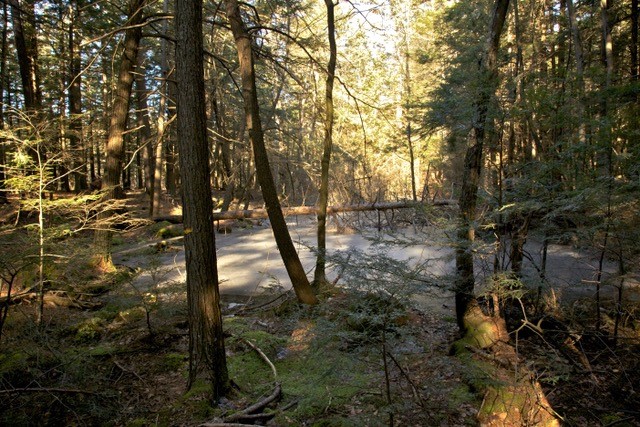 An opening in a hemlock forest where a hemlock tree has fallen into an ice-covered pool