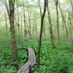 A wetland boardwalk surrounded by bright green skunk cabbage